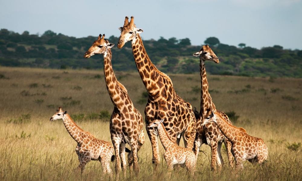 3 Days Luxury Fly-In Safari from Zanzibar to Nyerere National Park (Selous Safari Lodge)